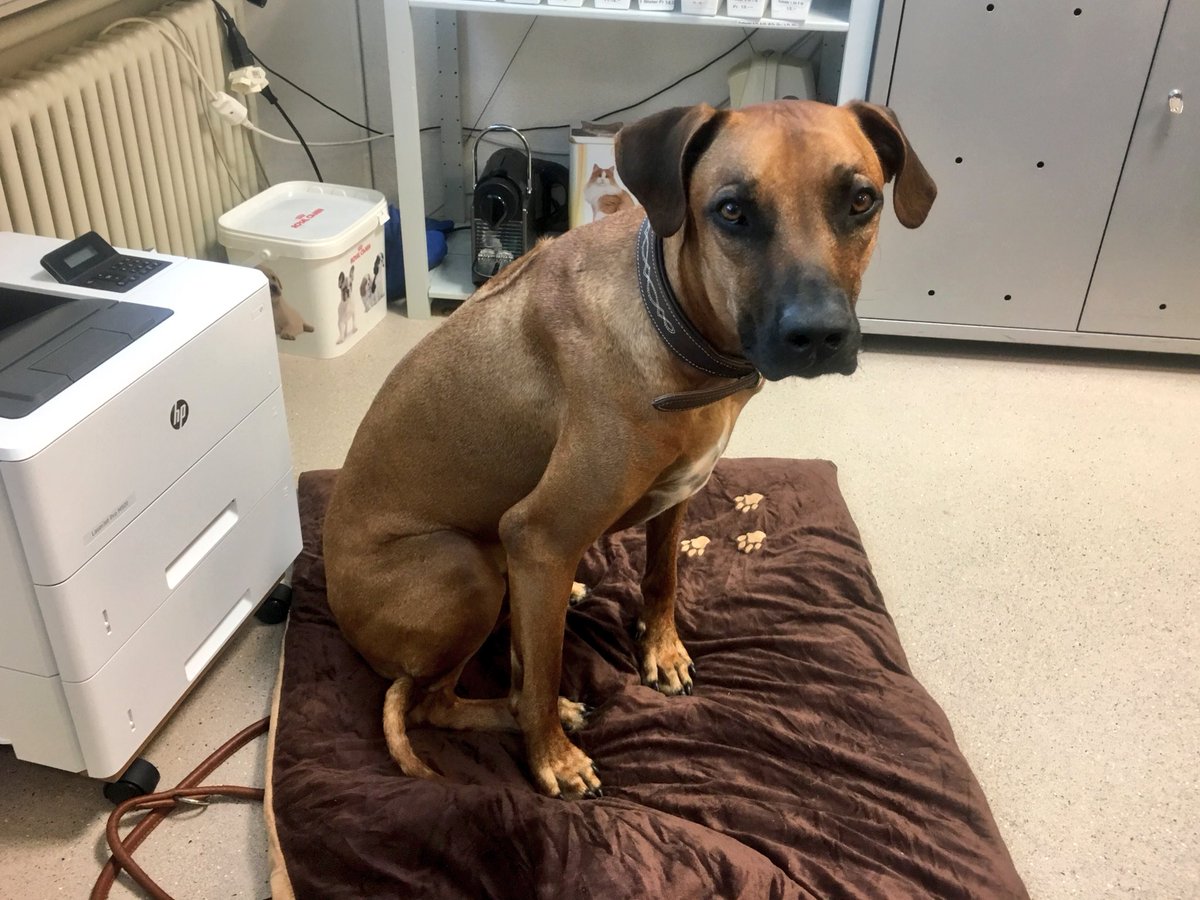 Dog_Ridgeback's tweet photo. Bin schon den ganzen Tag am faulenzen.
Ich hatte gestern Nacht einen Sucheinsatz wegen einer Flüchtigen aus dem Jugendheim.
#Bürohund https://t.co/pyIFGZKkxt
