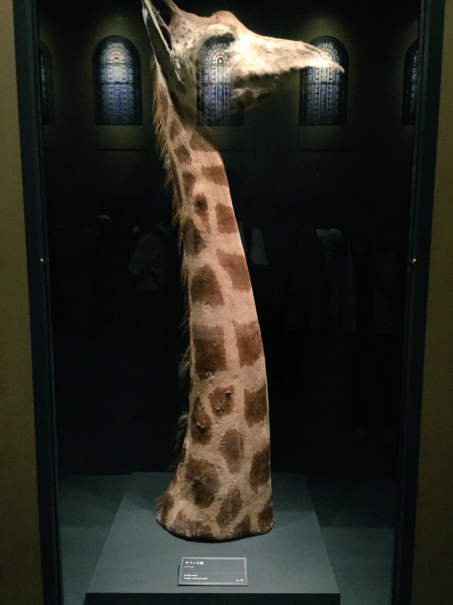 キリンの首Lチャコール 大英自然史博物館展のキリンの首の標本が、ハングオーバー3の冒頭に