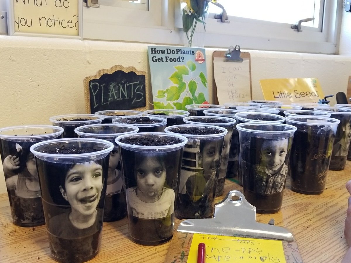 Kinder103_104's tweet photo. Growing Chia Heads for Fathers Day! @1GreatLakes2013 #fathersday #planting #grassseeds #observations https://t.co/BnljbTH6mt