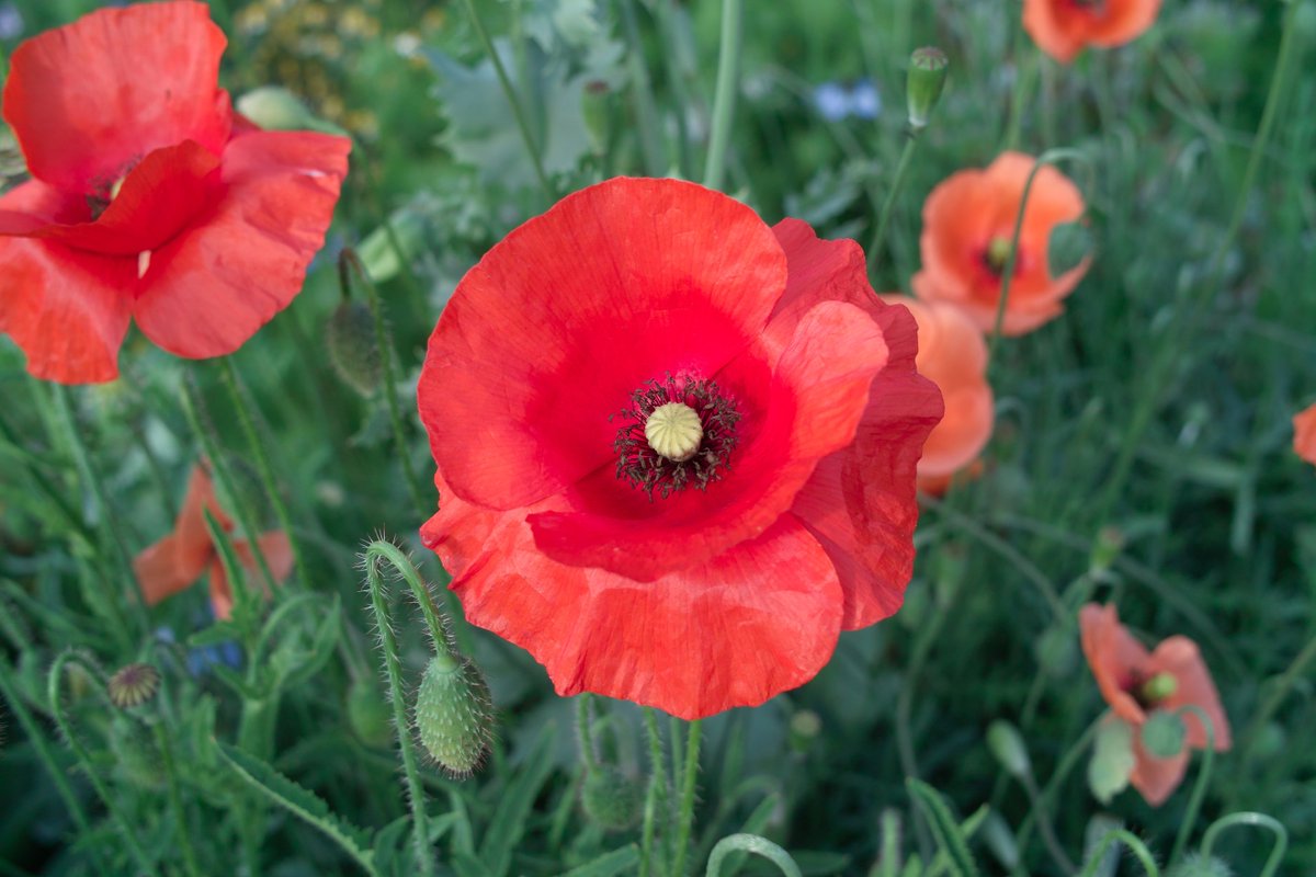 dewiltfang's tweet photo. In ons Tuinweetje van deze week alles over papavers en klaprozen. https://t.co/LpPdaqRimj https://t.co/yfWJQOUvEh