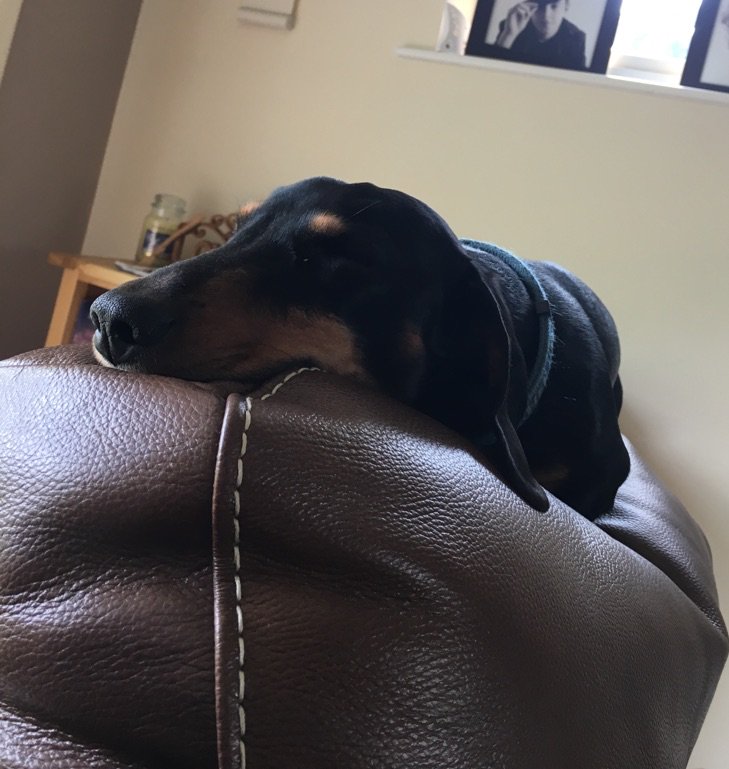 drjohnandrews's tweet photo. Chilling #peppergram https://t.co/SpwybXyHqq