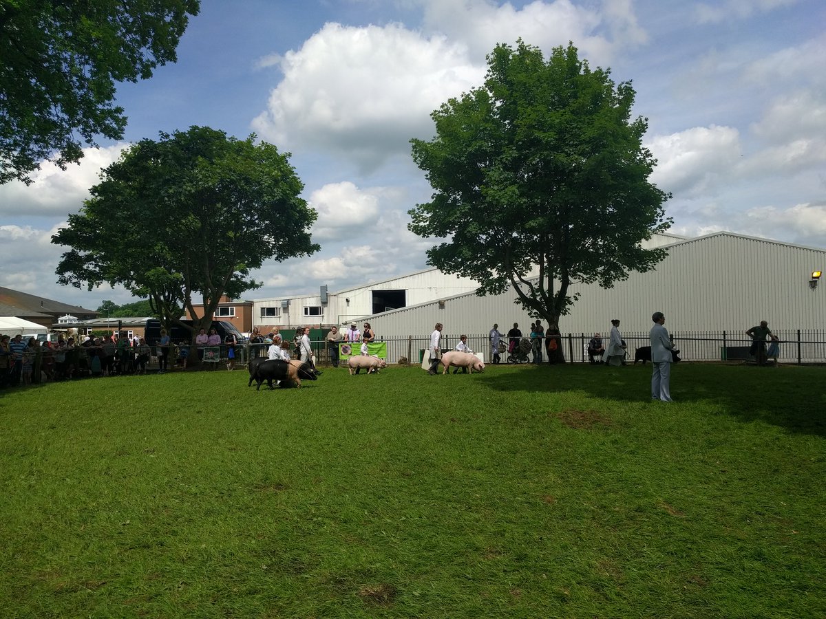 BPA Junior Pig Club tweet media