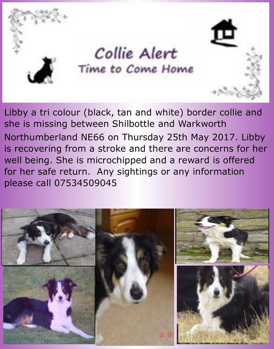 Cymru_01's tweet photo. #BCLibby is missing between Shilbottle &amp; Warksworth Recovering from stroke  URGENT tweets required to locate this furbaby #warksworth https://t.co/mCo9uJB3bQ