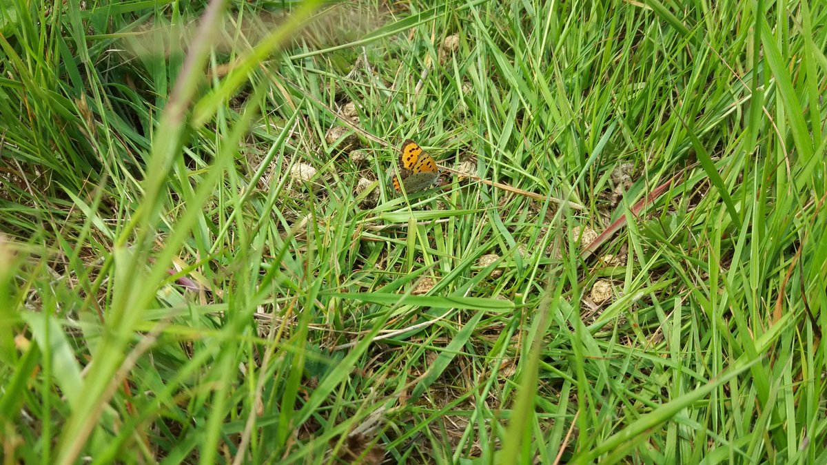 knottolerant's tweet photo. Small Copper #butterfly https://t.co/ksBRqrBxFg