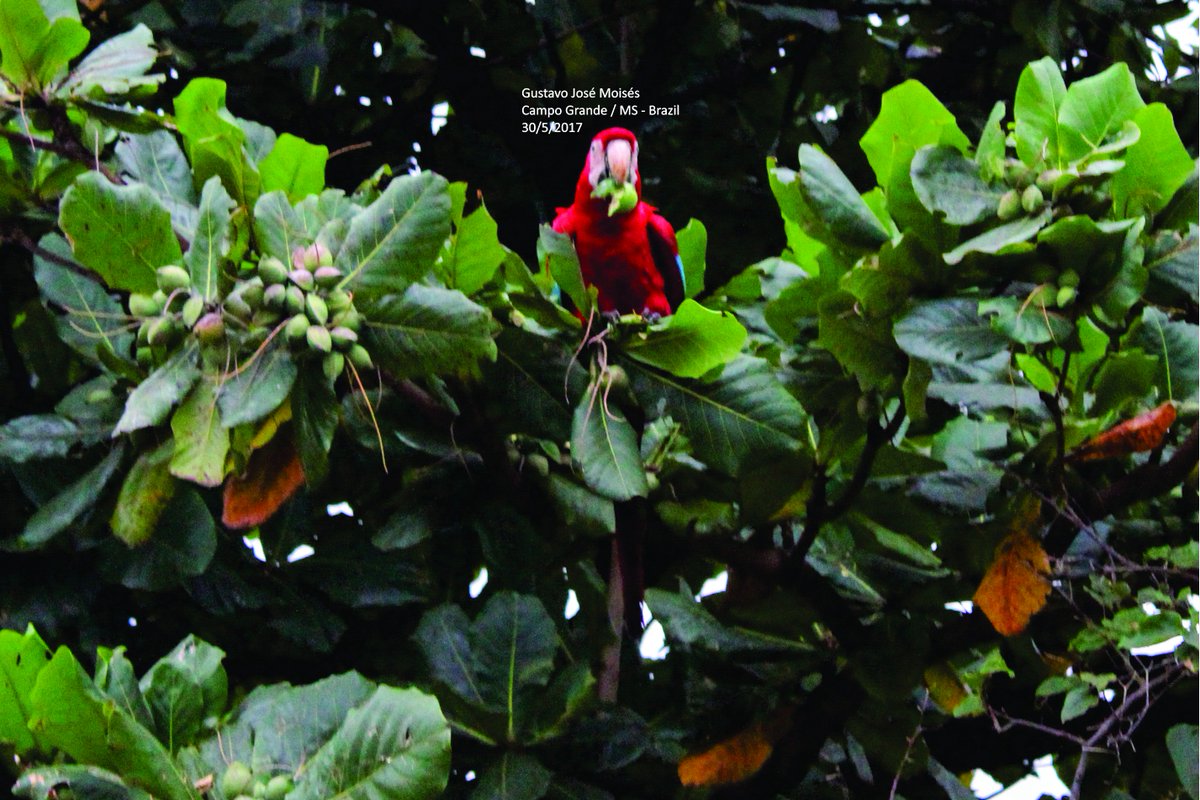 ararascgms's tweet photo. #redmacaw #macaw #bluemacaw #yellowmacaw #macaw #parrot #brazil #bird #photography #natural #nature #arara #araravermelha #pantanal https://t.co/65bbwR9q4H