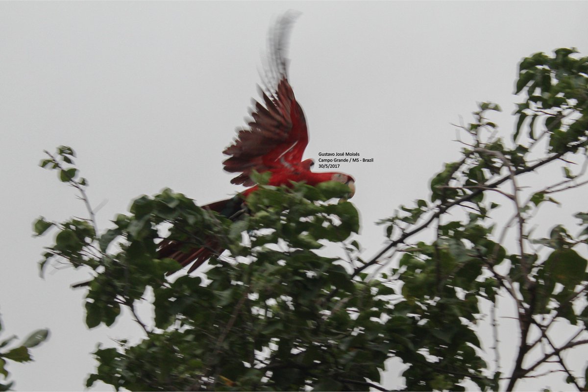 ararascgms's tweet photo. #redmacaw #macaw #bluemacaw #yellowmacaw #macaw #parrot #brazil #bird #photography #natural #nature #arara #araravermelha #pantanal https://t.co/cJlBGTnmPb