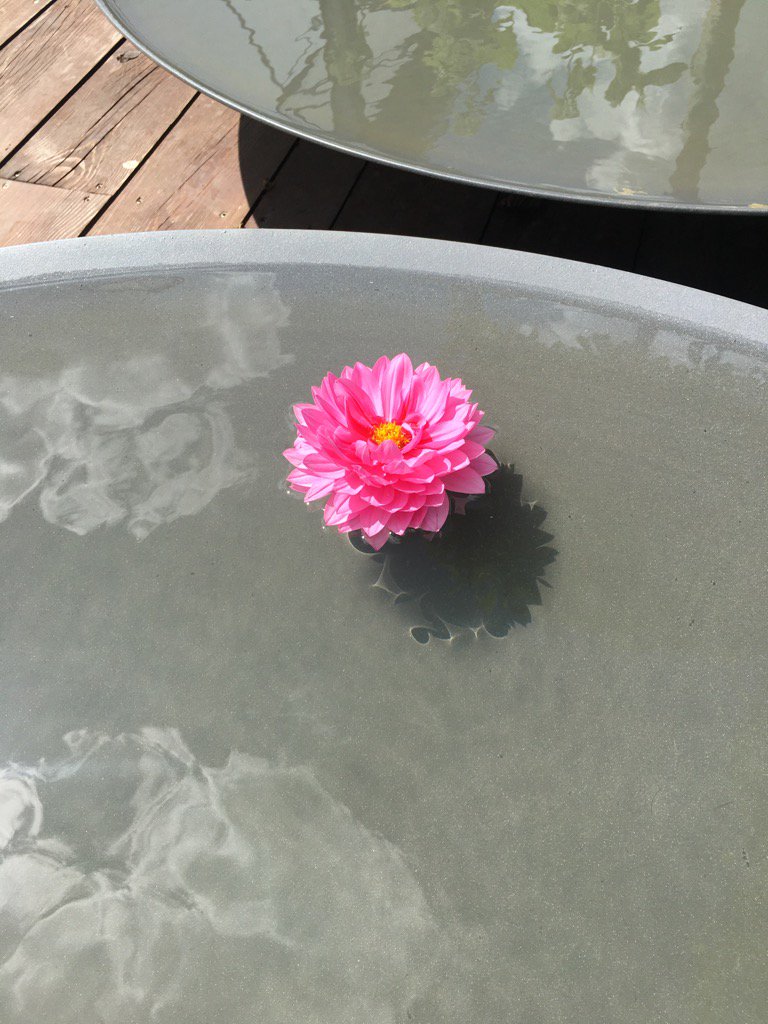 allin_jonathan's tweet photo. Float on by .... dahlias are cool ! @CliftonNursery https://t.co/ywQjYmilmc