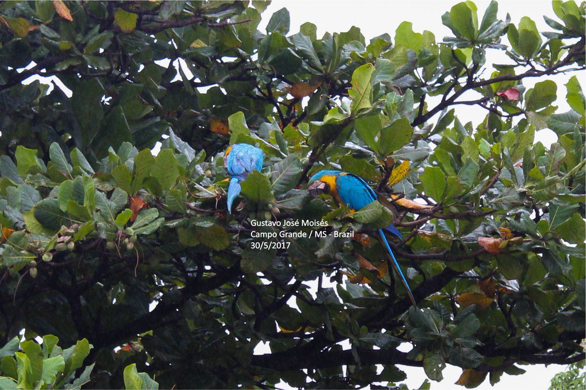 ararascgms's tweet photo. #redmacaw #macaw #bluemacaw #yellowmacaw #macaw #parrot #brazil #bird #photography #natural #nature #arara #araravermelha #pantanal https://t.co/PZq3yh1sxB