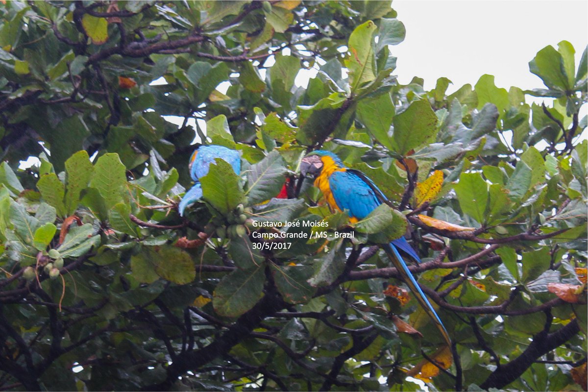 ararascgms's tweet photo. #redmacaw #macaw #bluemacaw #yellowmacaw #macaw #parrot #brazil #bird #photography #natural #nature #arara #araravermelha #pantanal https://t.co/kMTjMQaV0f