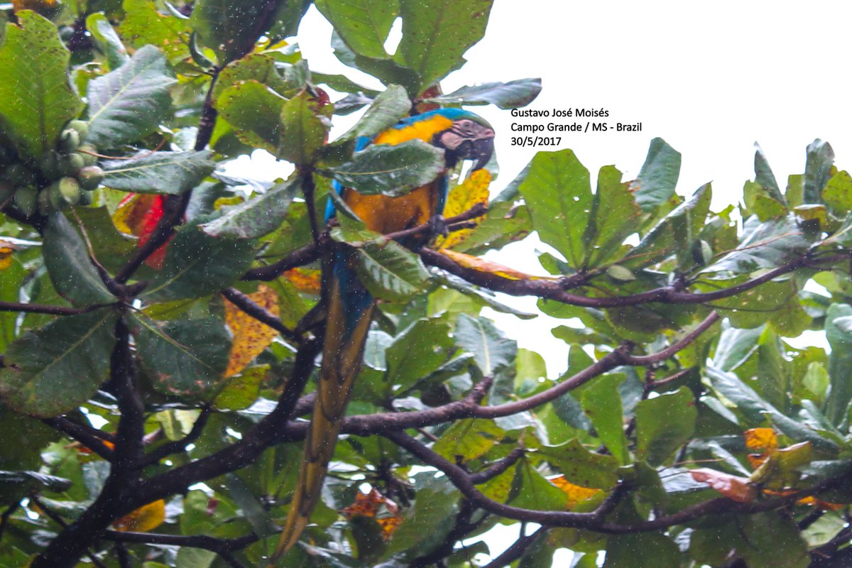ararascgms's tweet photo. #redmacaw #macaw #bluemacaw #yellowmacaw #macaw #parrot #brazil #bird #photography #natural #nature #arara #araravermelha #pantanal https://t.co/Gk1L0VAojj