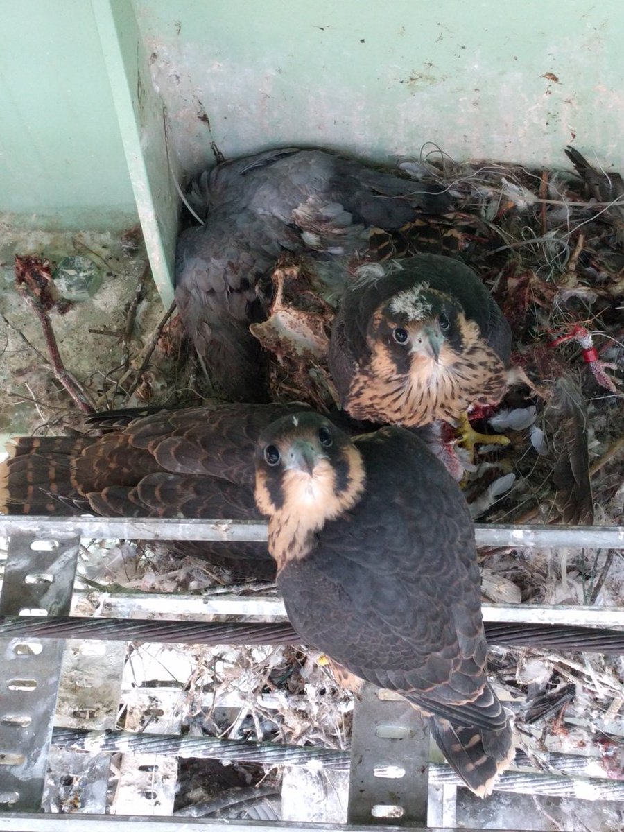 Nest #slechtvalken bij Inesco-centrale Zwijndrecht. 3 kuikens groeien als kool, kunnen bijna uitvliegen <a href="/VroegeVogels/">Vroege Vogels</a> <a href="/vogelnieuws/">Vogelbescherming NL</a> <a href="/Sovon/">Sovon Vogelonderzoek Nederland</a>