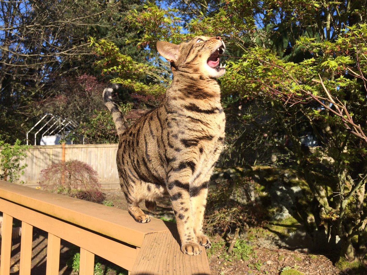 cheetohcat's tweet photo. I'm back to twitter! I've been busy hunting wild tree sticks... #backyardhunter https://t.co/4b58qLFsA7