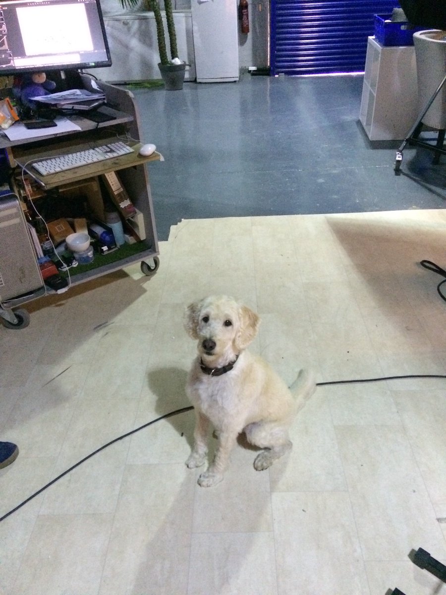 PetModels's tweet image. #cutedogs  on set from some of our recent shoots