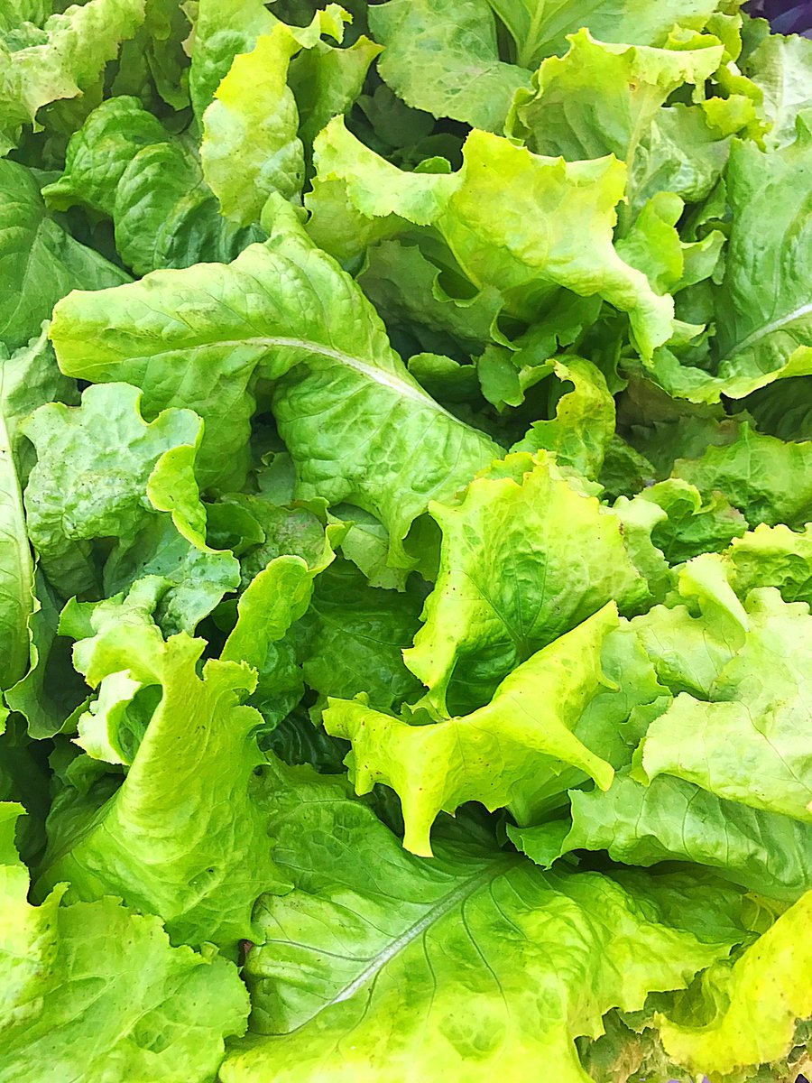 eku's tweet photo. Come out and support your local farmers at the Campus Farmer's Market in Alumni Coliseum parking lot till 1 o'clock #HealthyEKU #ShopLocal https://t.co/yjdADKYbHb