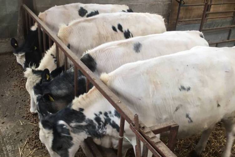 Colinmorgan37's tweet photo. NEW! 4  British Blue Cross Store Bulls  - Powys https://t.co/PkVlOttvTX https://t.co/IXbspjOe7d