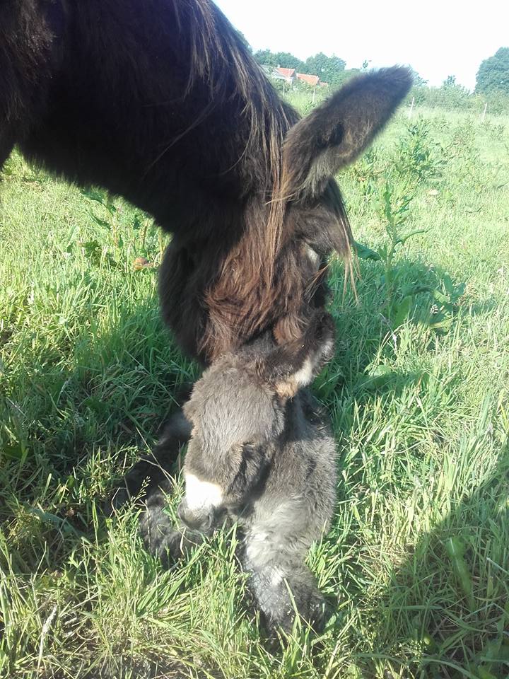 FarmCamps's tweet photo. FarmCamps De Boderie heeft er weer een pluizige baby bij!😍 Wie gaan er dit weekend op kraambezoek? #babyboomalert https://t.co/WuGv4zSKXX