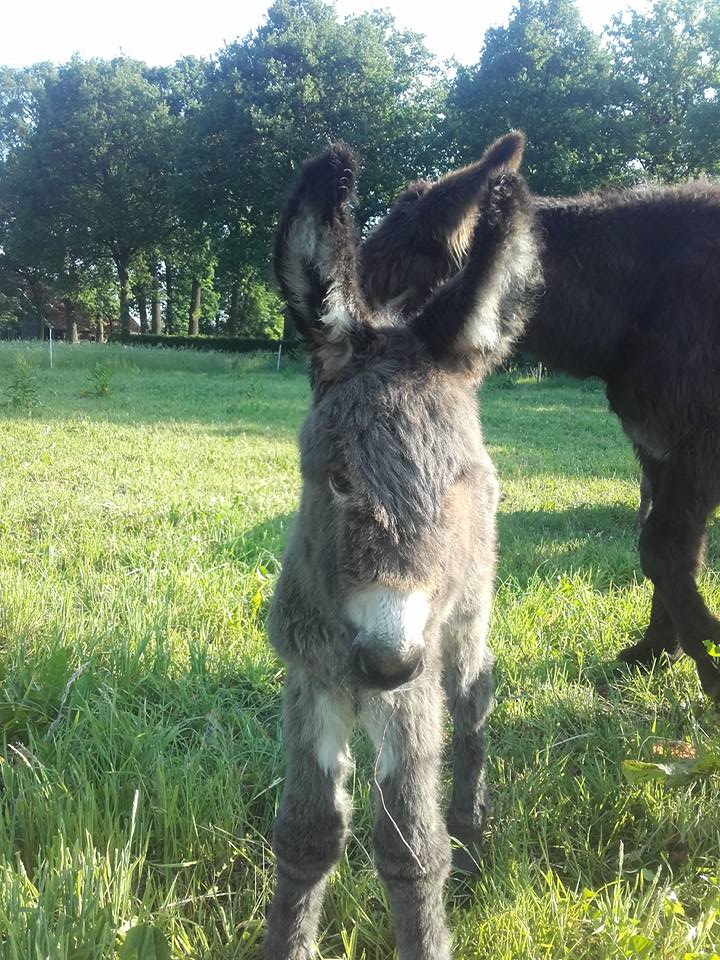 FarmCamps's tweet photo. FarmCamps De Boderie heeft er weer een pluizige baby bij!😍 Wie gaan er dit weekend op kraambezoek? #babyboomalert https://t.co/WuGv4zSKXX