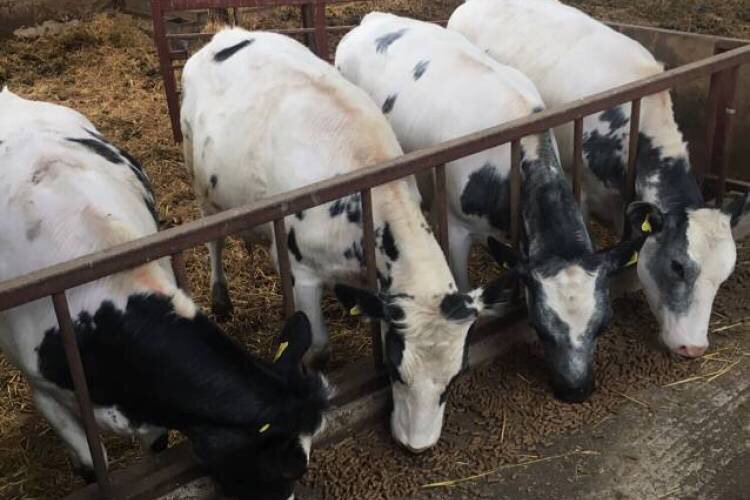 Colinmorgan37's tweet photo. NEW! 4  British Blue Cross Breeding Heifers  - Powys https://t.co/fefWuYH70u https://t.co/vFdtPIR1OM