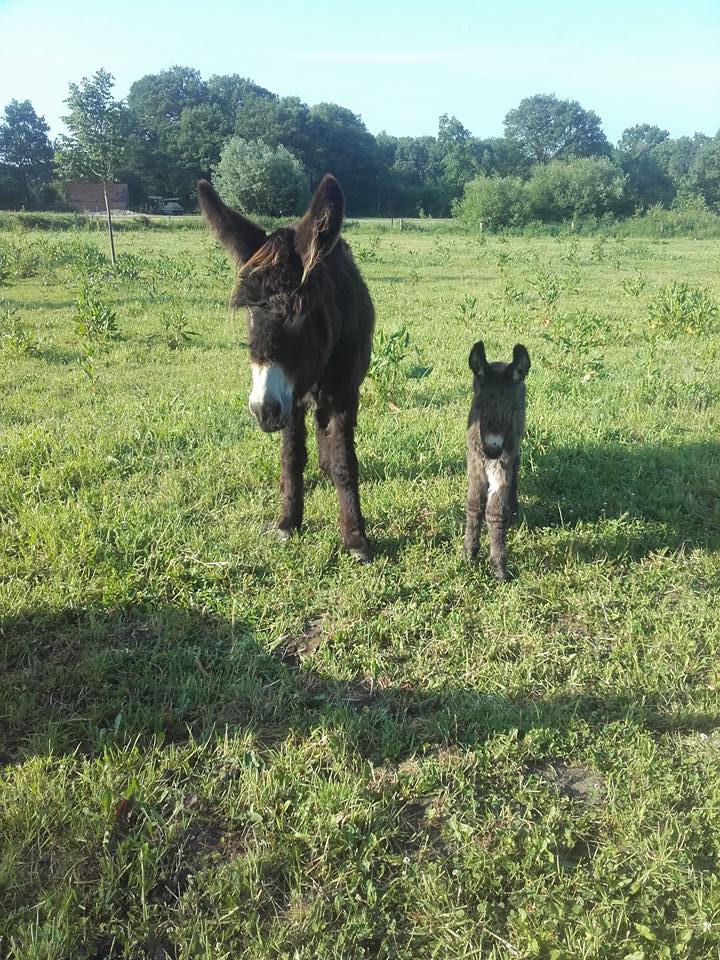 FarmCamps's tweet photo. FarmCamps De Boderie heeft er weer een pluizige baby bij!😍 Wie gaan er dit weekend op kraambezoek? #babyboomalert https://t.co/WuGv4zSKXX