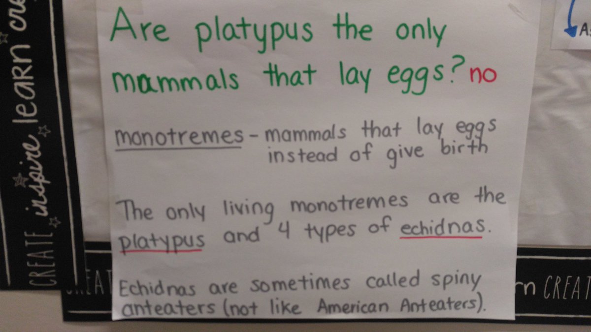 STEMforELEM's tweet image. 2 more editions to the Wonder Wall. #CuriousStudents