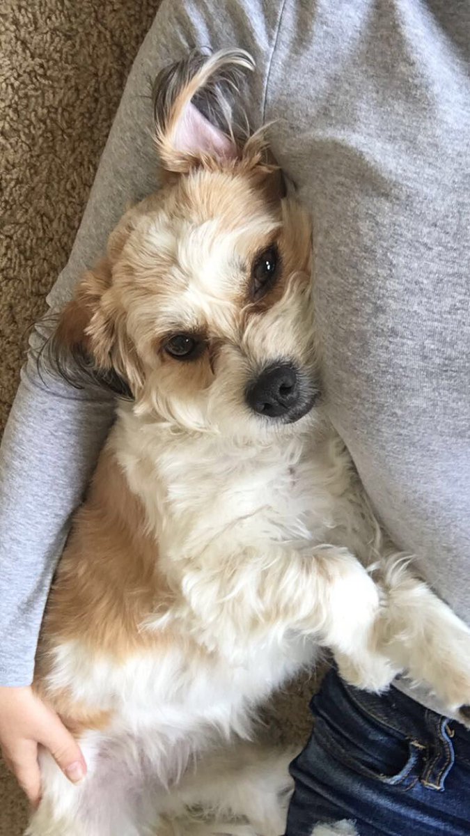 natwesleyy's tweet photo. happy 2nd birthday to my fav cuddle/workout/studying buddy 💕🐶 https://t.co/XZ96wmjBt7