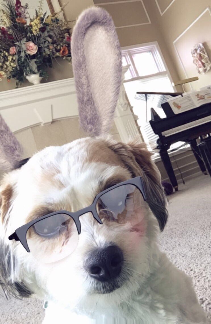 natwesleyy's tweet photo. happy 2nd birthday to my fav cuddle/workout/studying buddy 💕🐶 https://t.co/XZ96wmjBt7