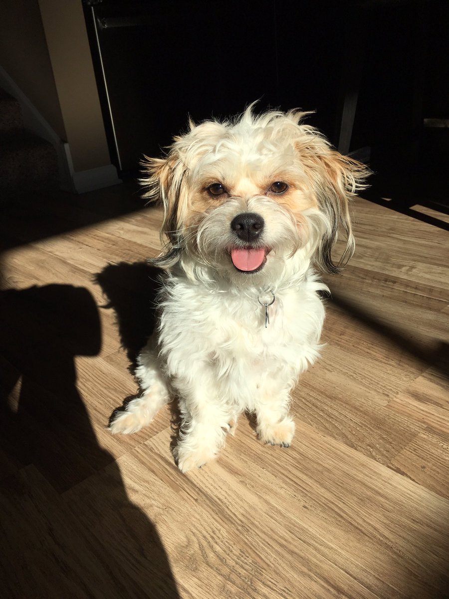 natwesleyy's tweet photo. happy 2nd birthday to my fav cuddle/workout/studying buddy 💕🐶 https://t.co/XZ96wmjBt7