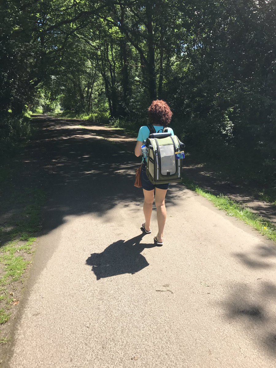 Jesspy7's tweet photo. And the adventures begin! #BlueFrontedAmazonParrot #PakOBird #Anipals #SouthhamptonCommon #SunnyDays https://t.co/smuF5aETAQ