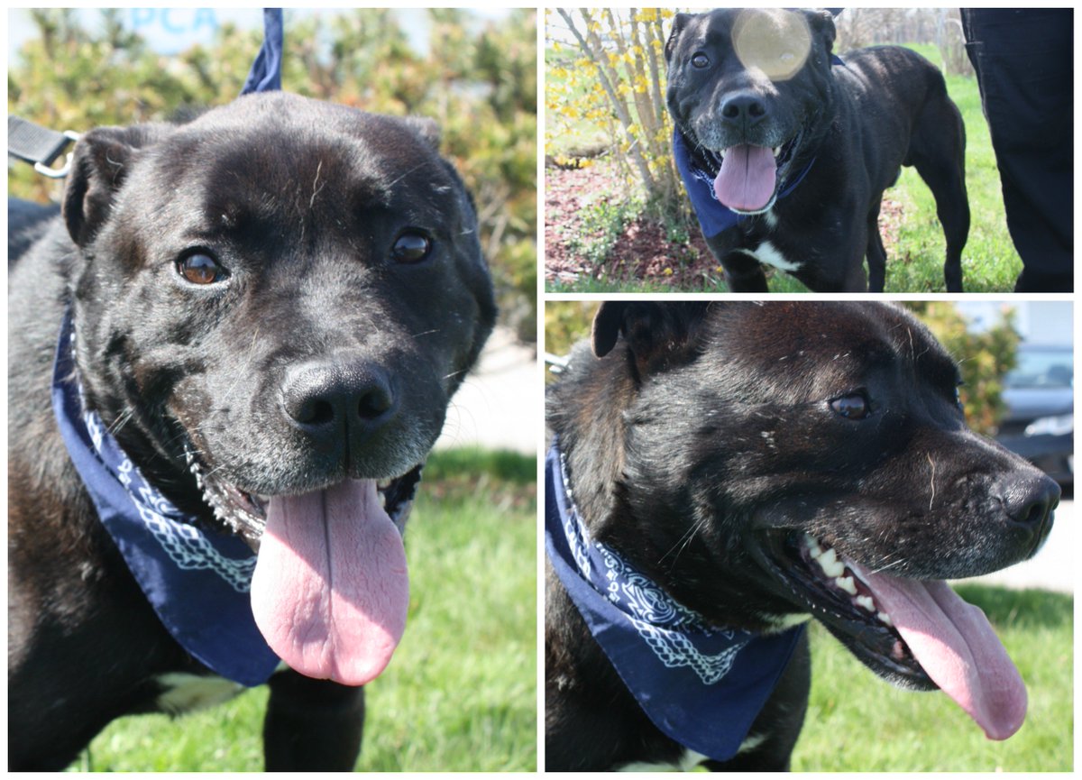 Tyson would love to find his forever home! He is a gentle boy, who loves long walks and getting attention. Call for detail 902-539-7722