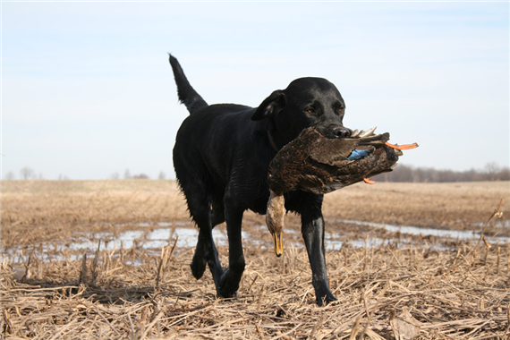 duckmagz tweet picture