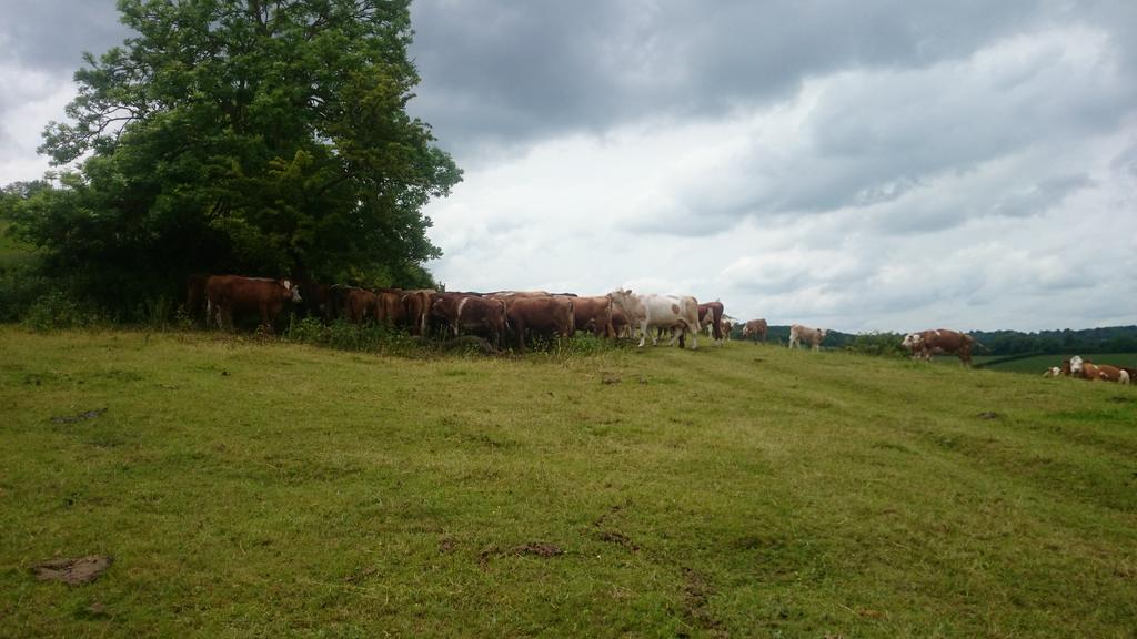 loups86's tweet photo. Some pics from my north downs training run @NDR30K #trailrunning https://t.co/I0bCQe5q71