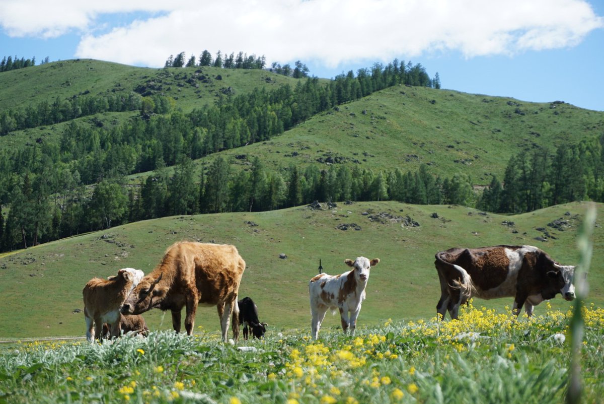 Robyn Owen tweet media