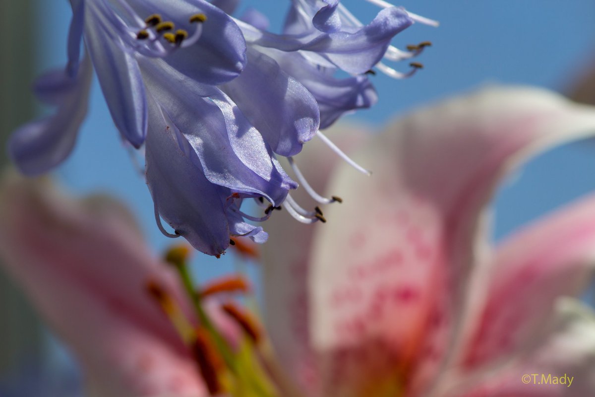 MadyT777's tweet image. @writerm25 Como Park