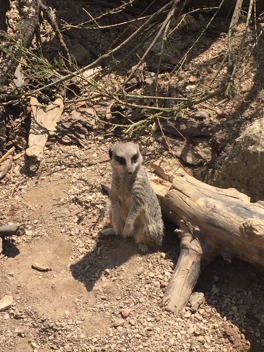 StJOHS's tweet photo. Brilliant day at the Zoo ππ―π¨π
π¦πππ¦ #stjohs #london #science #londonzoo https://t.co/BUeVdgsxPO