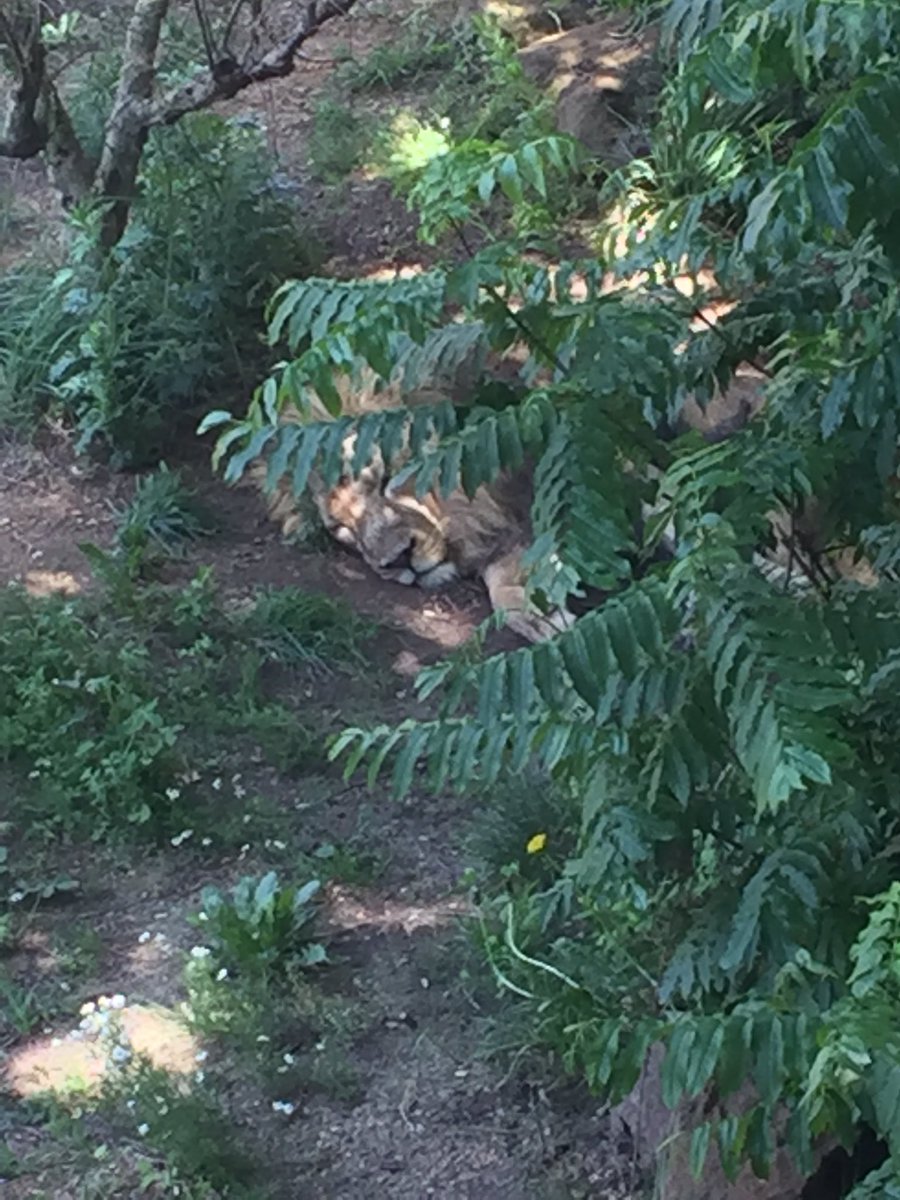 StJOHS's tweet photo. Brilliant day at the Zoo ππ―π¨π
π¦πππ¦ #stjohs #london #science #londonzoo https://t.co/BUeVdgsxPO