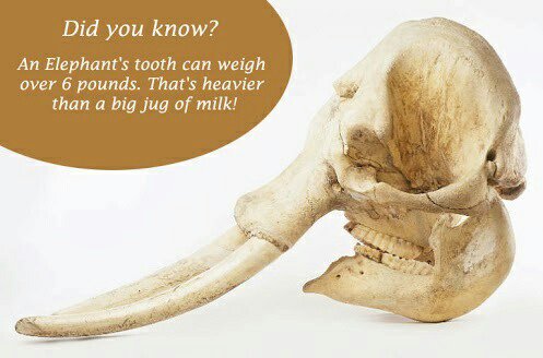 dynamicsmile's tweet photo. Did you know? #ThursdayThoughts #dentalfacts #toothtrivia https://t.co/GISLE955DD