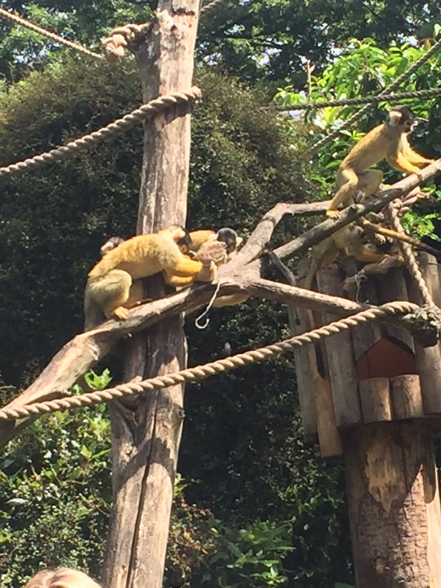 StJOHS's tweet photo. Check this pair of monkeys πππ #stjohs #stjohssci #london https://t.co/gyaTai1zK2