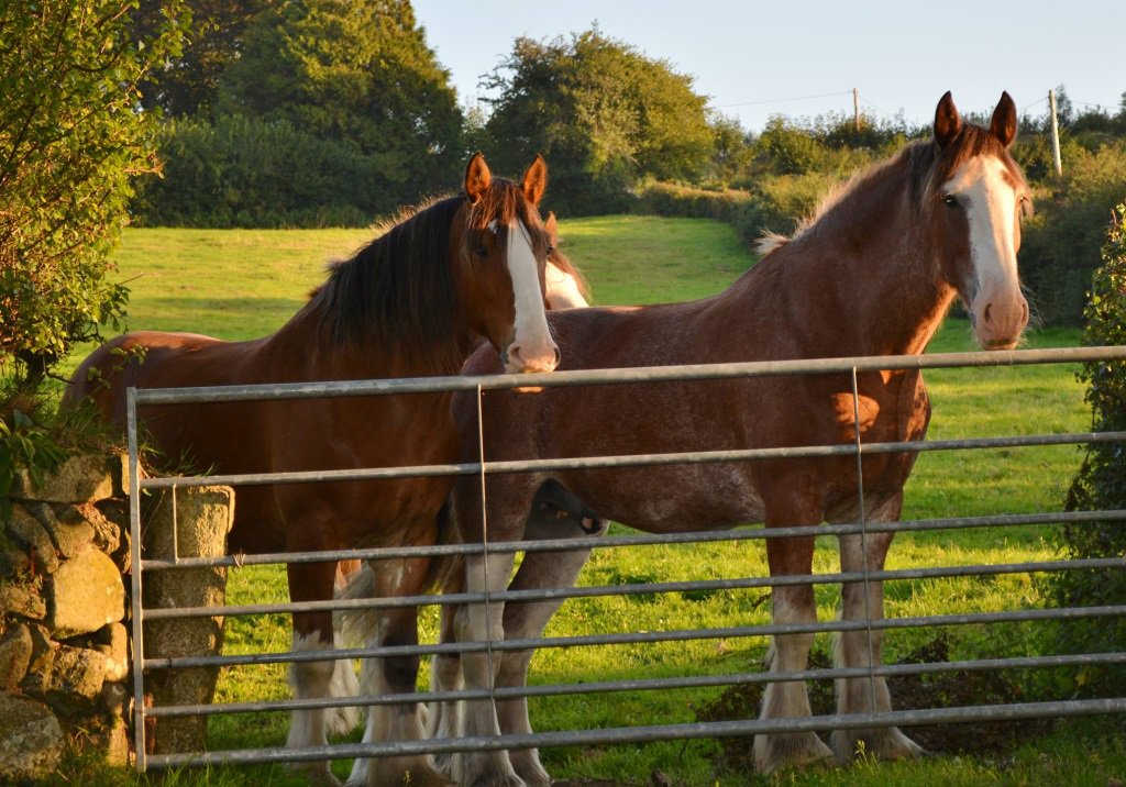 WeAcceptPets's tweet photo. Lowertown Farm offers #horse friendly #bandb #accommodation just outside the small settlement of #Poundsgate.
https://t.co/4S0ocM9sHO
#Relax https://t.co/QyaK15eJL6