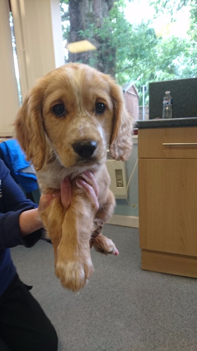 PSOSDogs's tweet photo. It's raining puppies at the Dog Training Centre. Our latest recruits Fergie and Spud😍🐕. 10 week old Cocker Spaniels. #PoliceFamily https://t.co/LP9QCIK84z