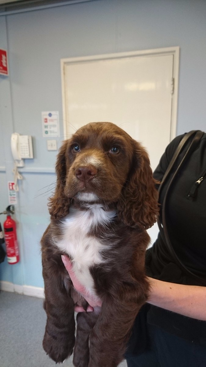 PSOSDogs's tweet photo. It's raining puppies at the Dog Training Centre. Our latest recruits Fergie and Spud😍🐕. 10 week old Cocker Spaniels. #PoliceFamily https://t.co/LP9QCIK84z
