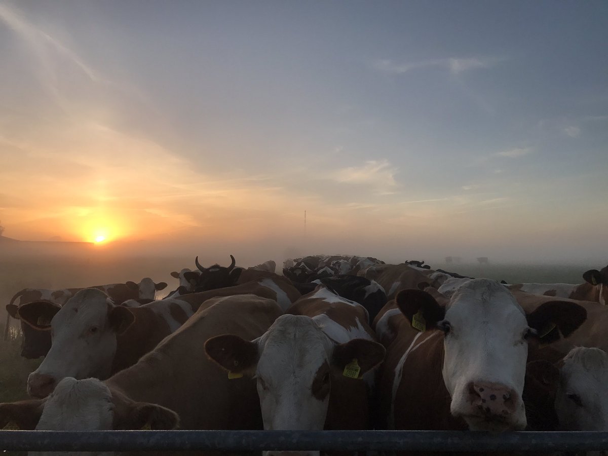 Jaring Brunia tweet media