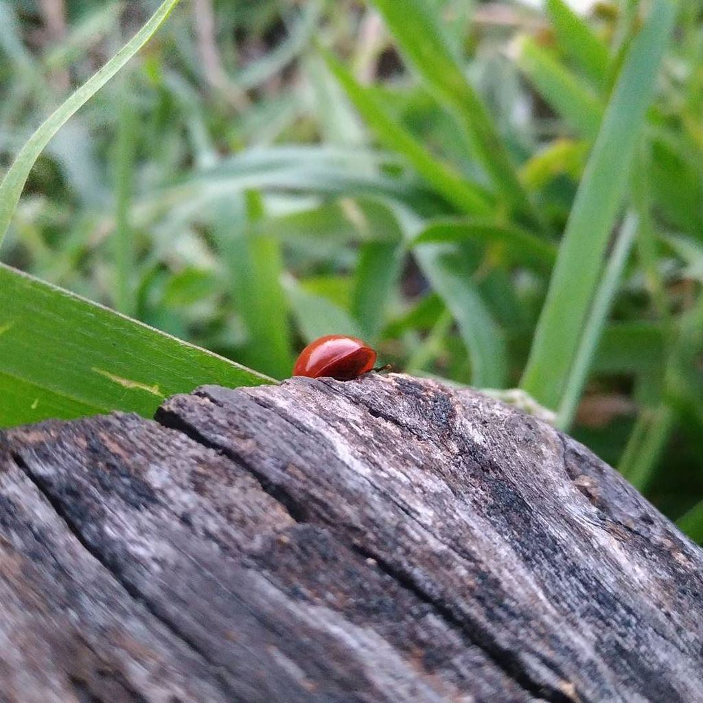 dantasjames1's tweet photo. Mais uma da joaninha
.
#tree #grass #ladybug #nature #photo #mobgraphia #hdr #asus #asusbrasil #zenfone3 #pixelmas… https://t.co/38mrz0RXYZ https://t.co/mG8m8rW1gI