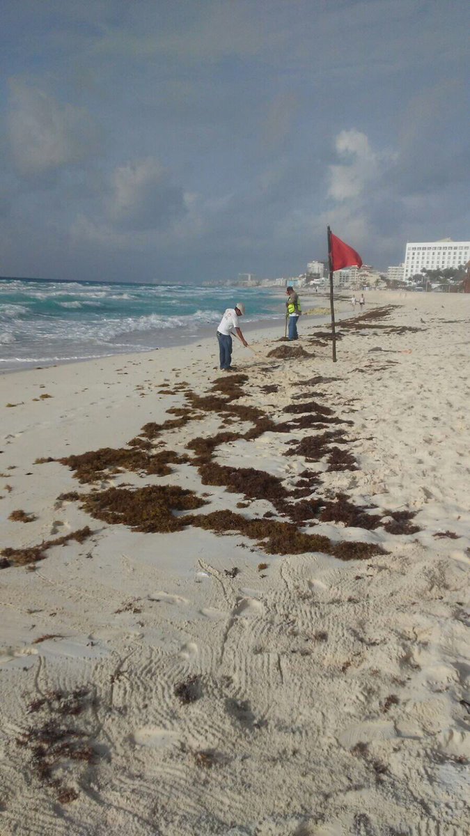 AFonsecaL's tweet photo. Seguimos trabajando para tener #Playasde10 #BrigadasVerdes trabajando en limpieza y recolección de basura en diferentes playas https://t.co/rzq5UmYLGO
