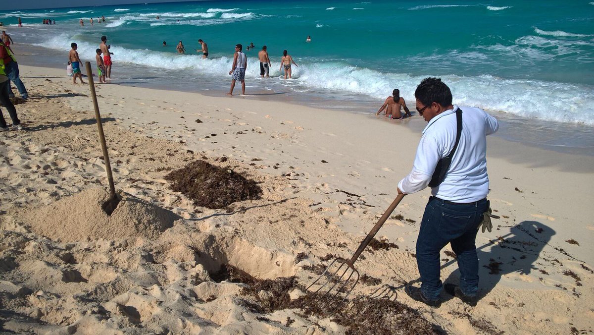AFonsecaL's tweet photo. Seguimos trabajando para tener #Playasde10 #BrigadasVerdes trabajando en limpieza y recolección de basura en diferentes playas https://t.co/rzq5UmYLGO