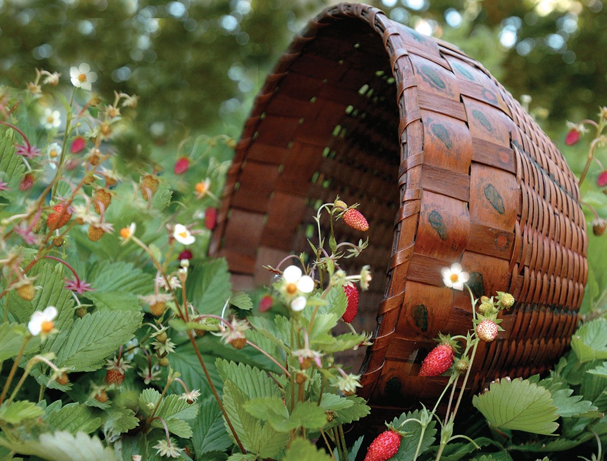 OneidaNatnNews's tweet photo. In the Haudenosaunee culture the #Strawberry is considered a gift from the Creator. Learn more: https://t.co/ywAYjDLiV2 #OneidaHistory https://t.co/eBfv3xOJvk
