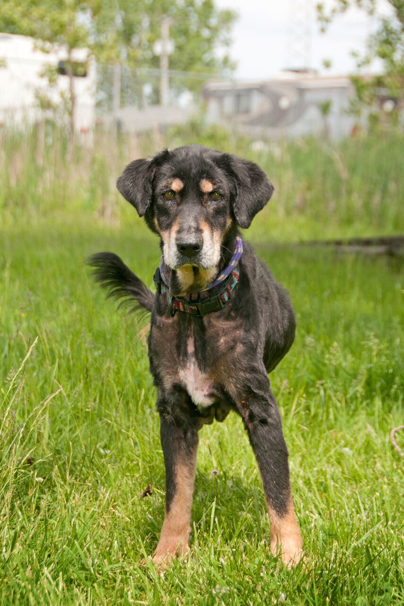 Come meet Willie <a href="/hscalumet/">Calumet HS Track and Field</a> ! He's available for #adoption! Thanks <a href="/FetchPortraits/">Fetch Portraits</a> for this awesome shot! #adoptdontshop #hscalumet