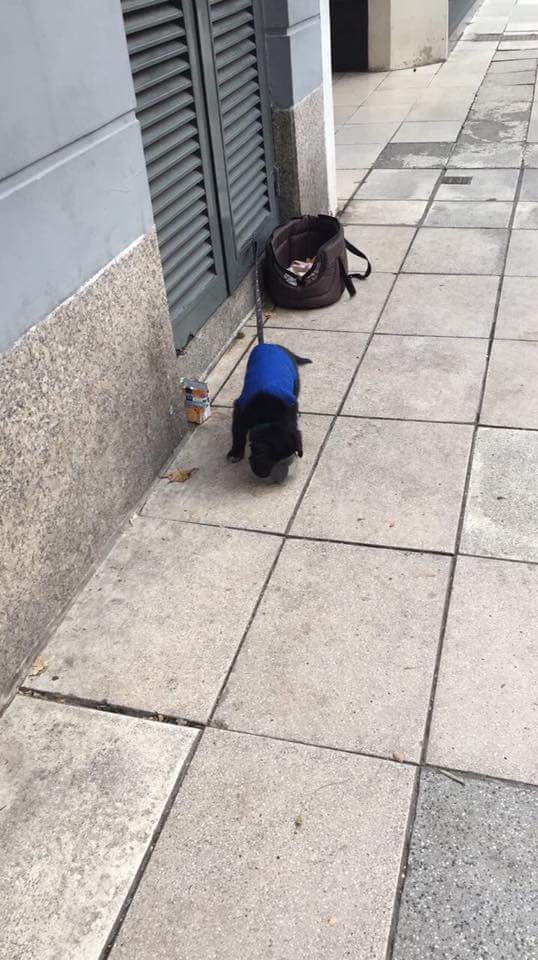 cheap2cheapok's tweet image. Acaban de abandonar a este cachorro!!!! Esta en Juncal y coronel diaz . PALERMO
Ayuda!!!! @paulitachaves @sanmarza64 @matildablanco