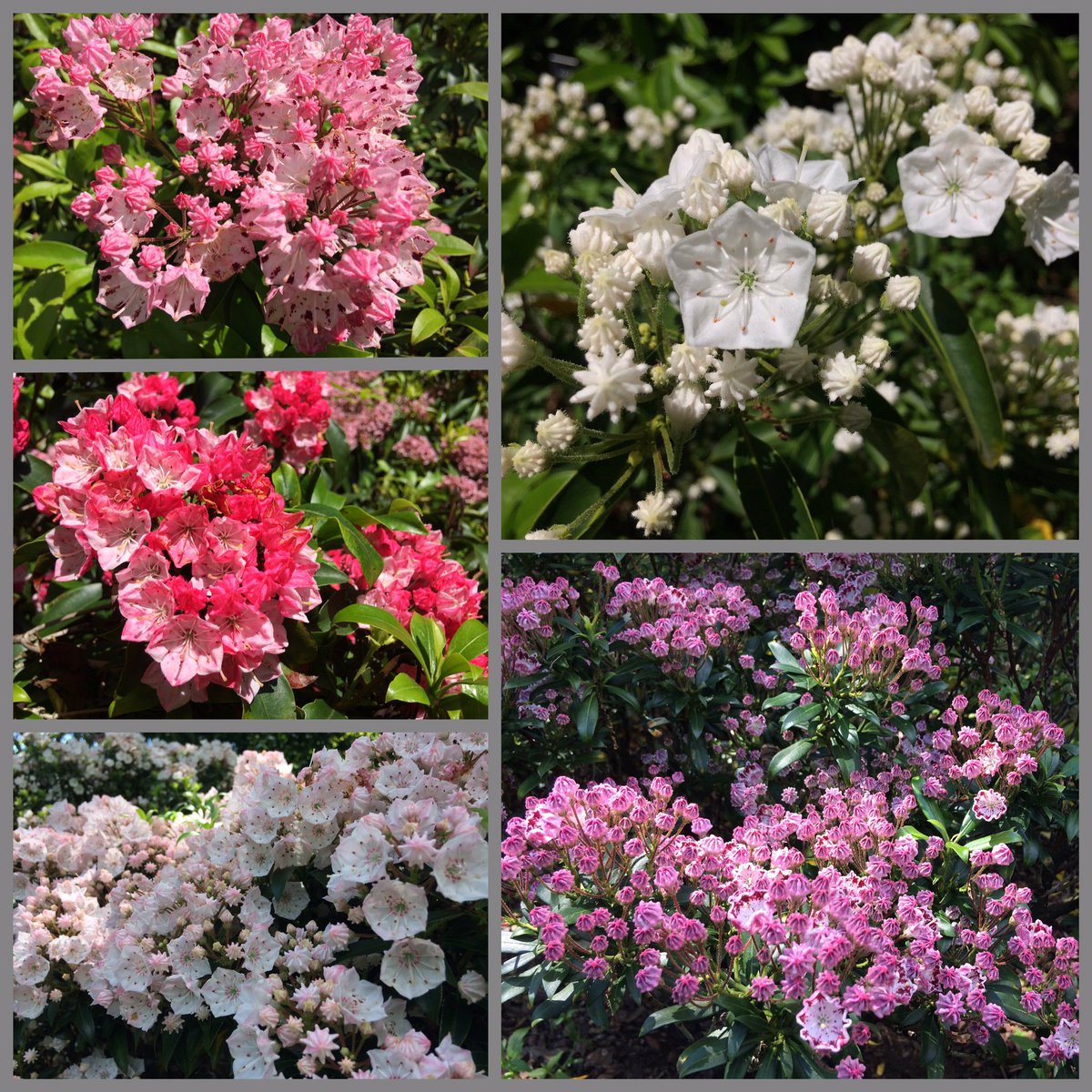 ChrisCarpenter_'s tweet photo. The National Collection of Kalmia latifolia are looking amazing right now! @SquiresGC Milford @Plantheritage @The_RHS #kalmia #nccpg #surrey https://t.co/995CkCYCjm