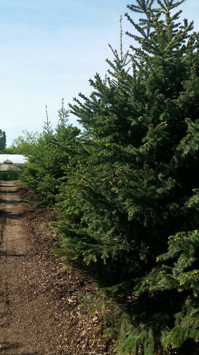 SalisburyLand's tweet photo. It's Adam's favourite day! Trees are starting to arrive. #timetolandscape #landscapecrew #landscapedesign #happyboss #yeginfill #yeg #shpk https://t.co/kZAyrbTtHh