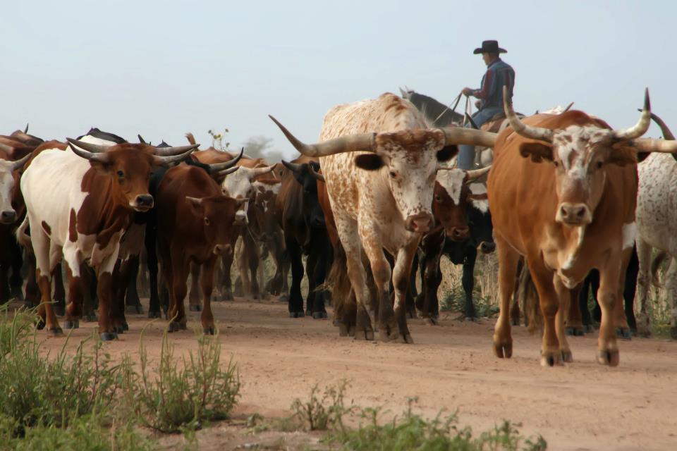 Chisholm Trail 150th Cattle Drive is Sept 16th in Caldwell! 
Follow the trail to Border Queen...she'll show you a good time!🤠